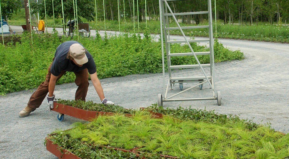 fractal-garden-by-murry-legge-6