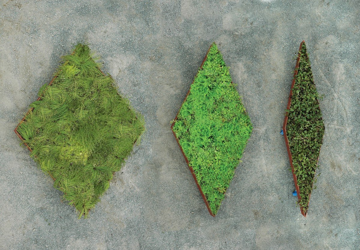 fractal-garden-by-murry-legge-7