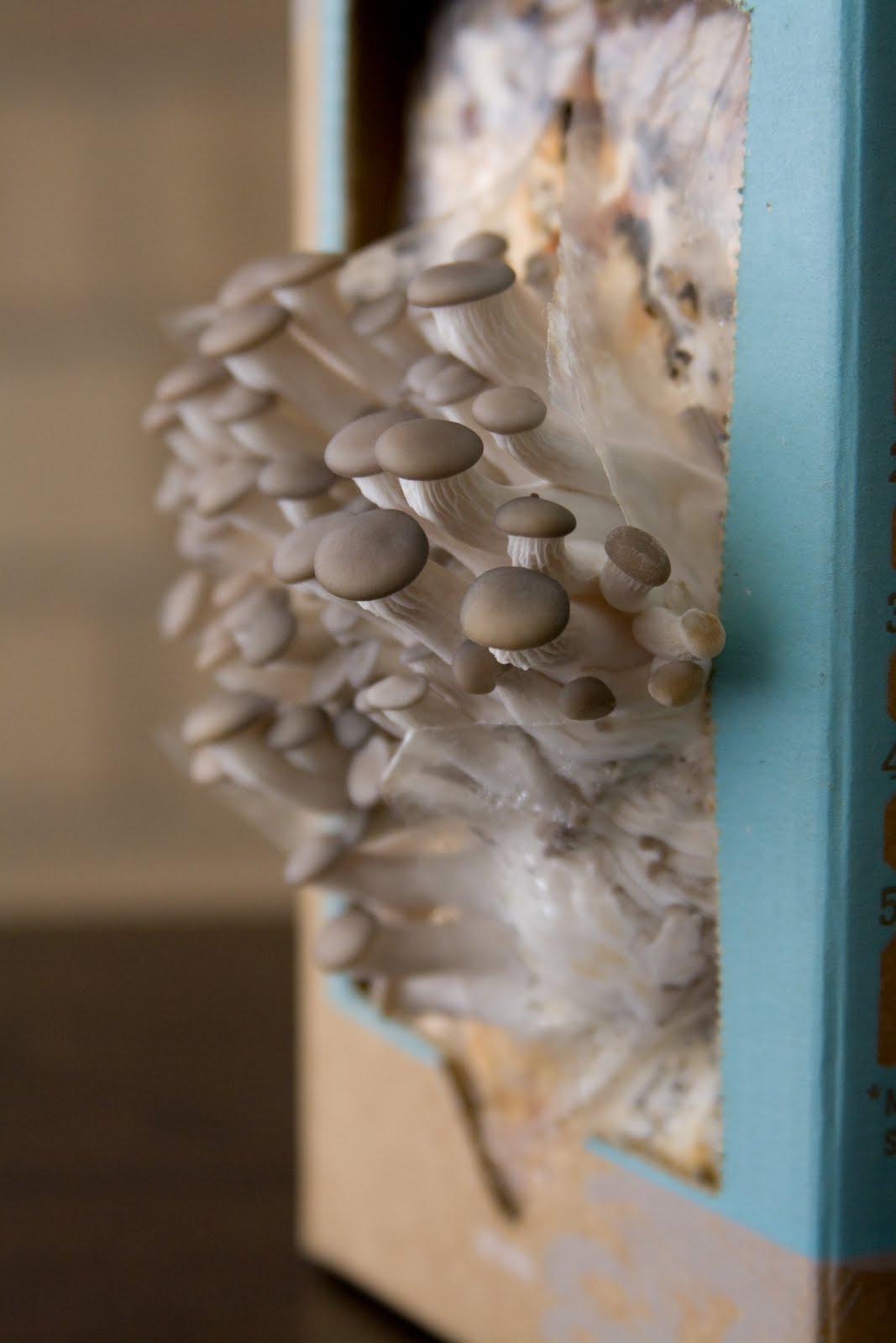 back-to-the-roots-by-alejandro-velez-and-nikhil-arora-10