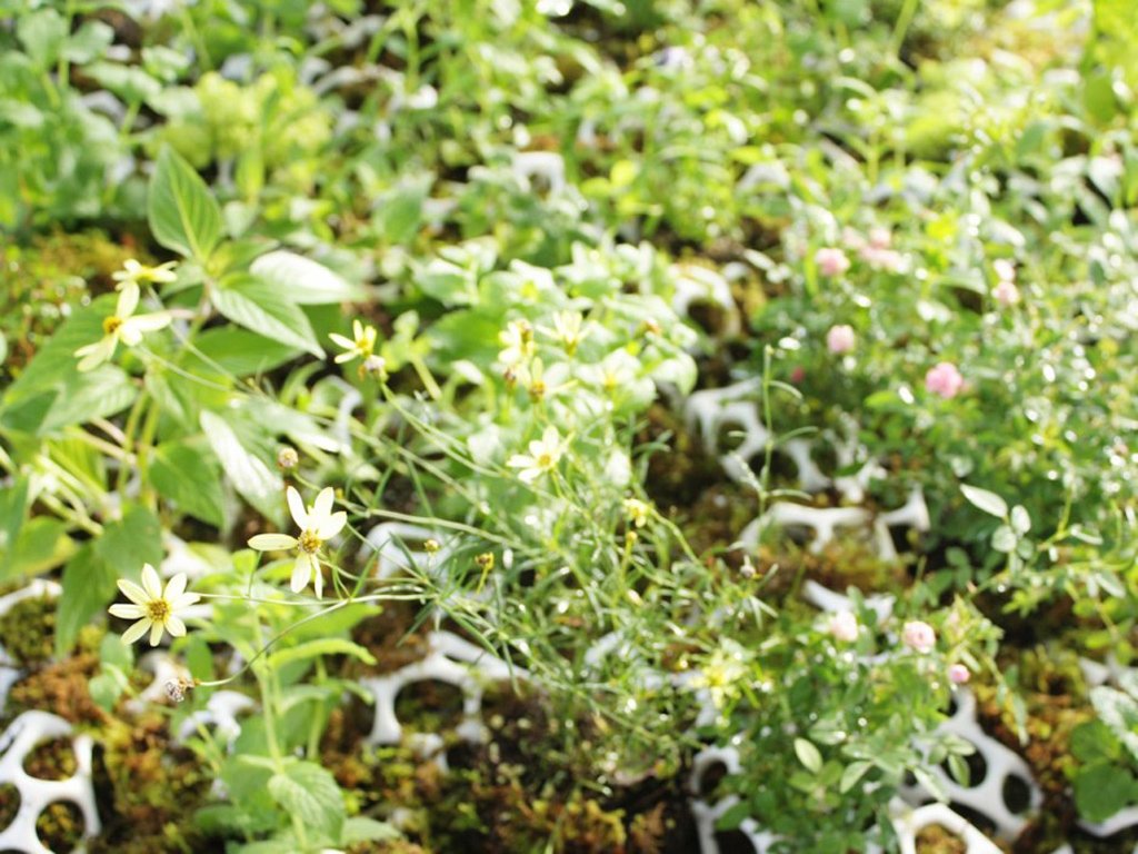 cella-creative-planters-by-ecoid-6