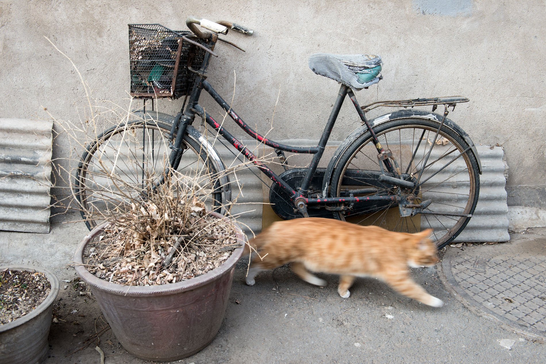 Bicycles in Beijing, Now Gessato