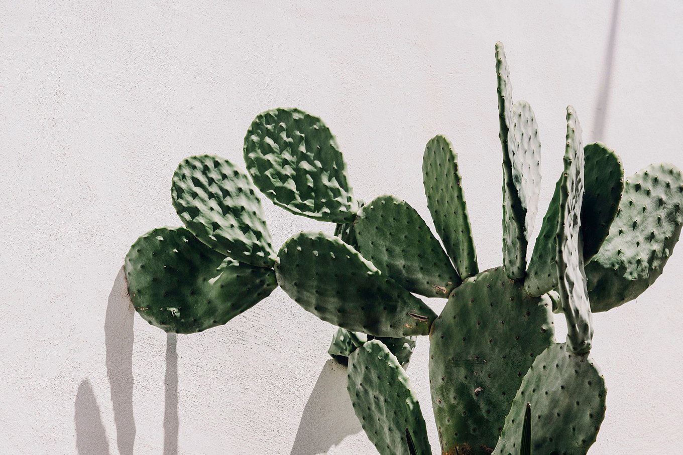 masseria-moroseta-in-puglia-gessato-20