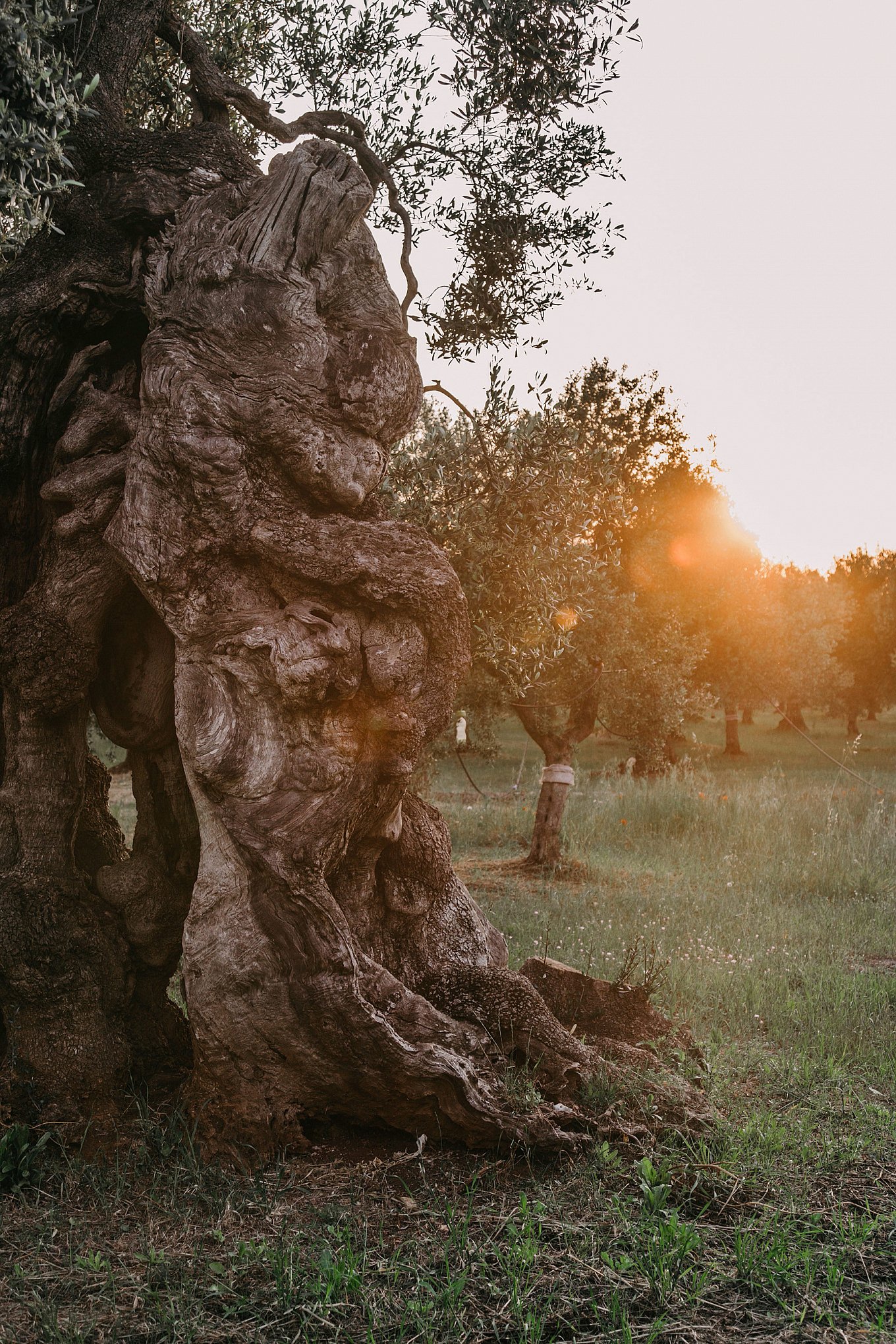 masseria-moroseta-in-puglia-gessato-31