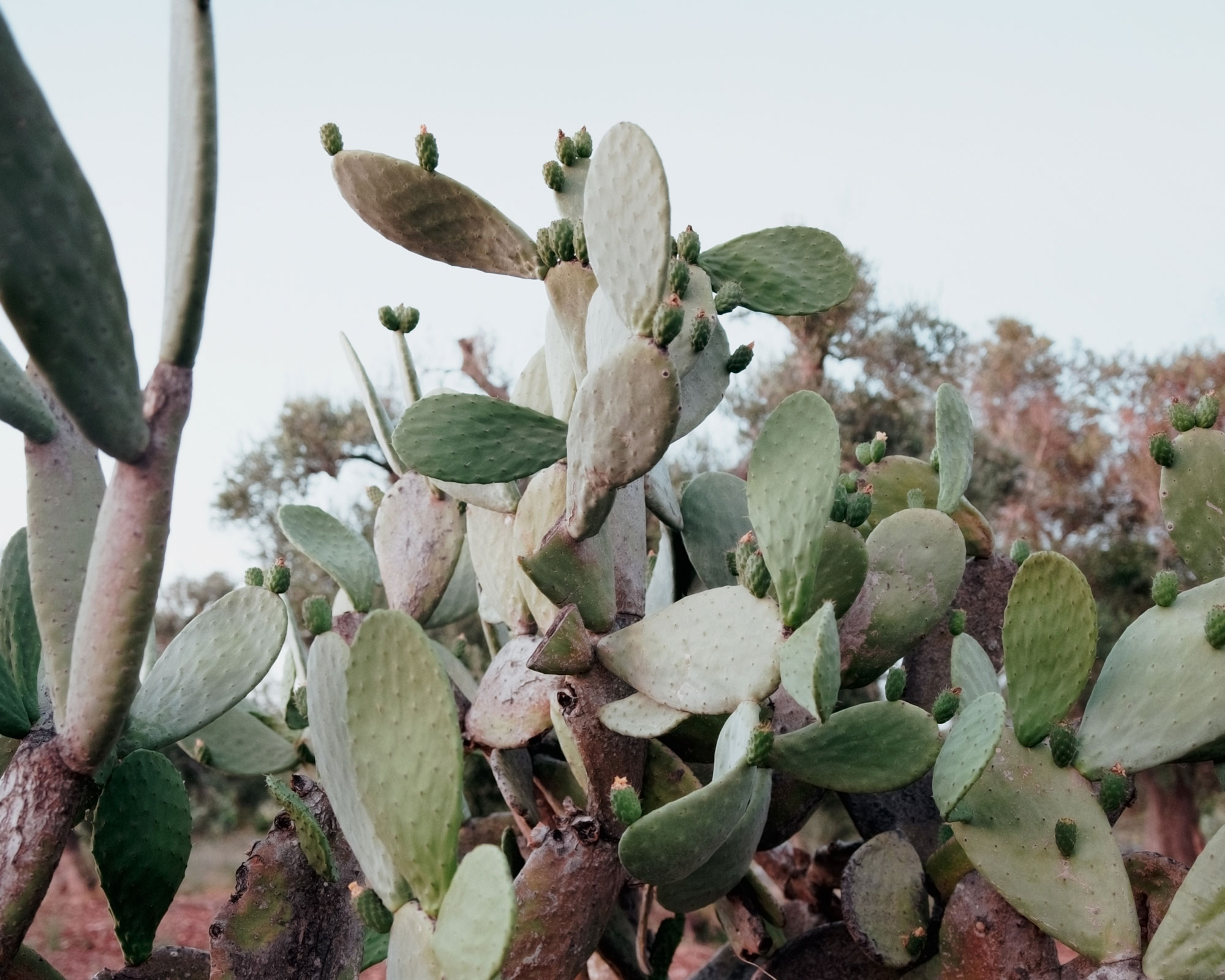 Casanguilla, A Modern House Nestled in the Countryside - Gessato