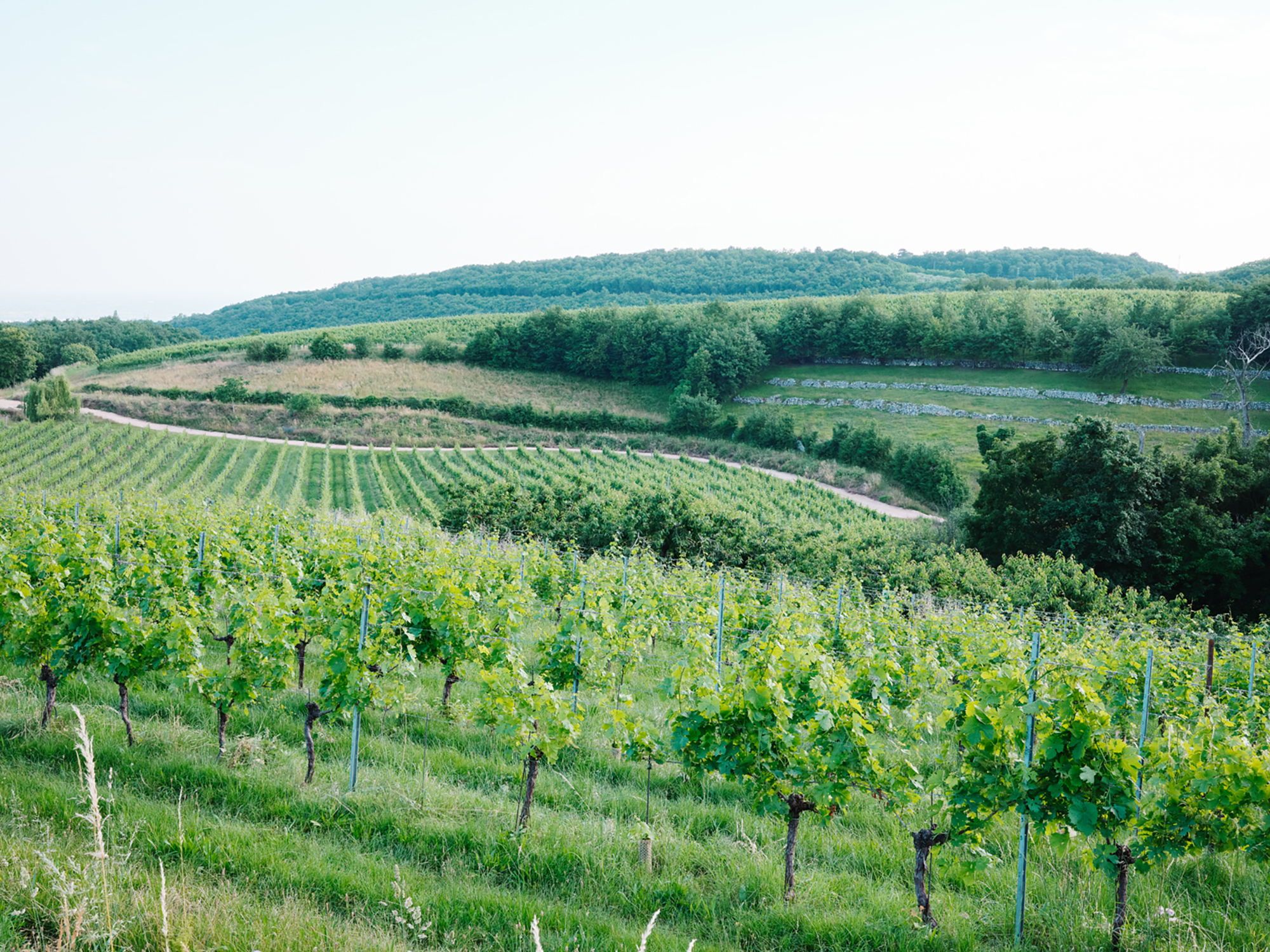 Locanda Casa Vecie - Gessato