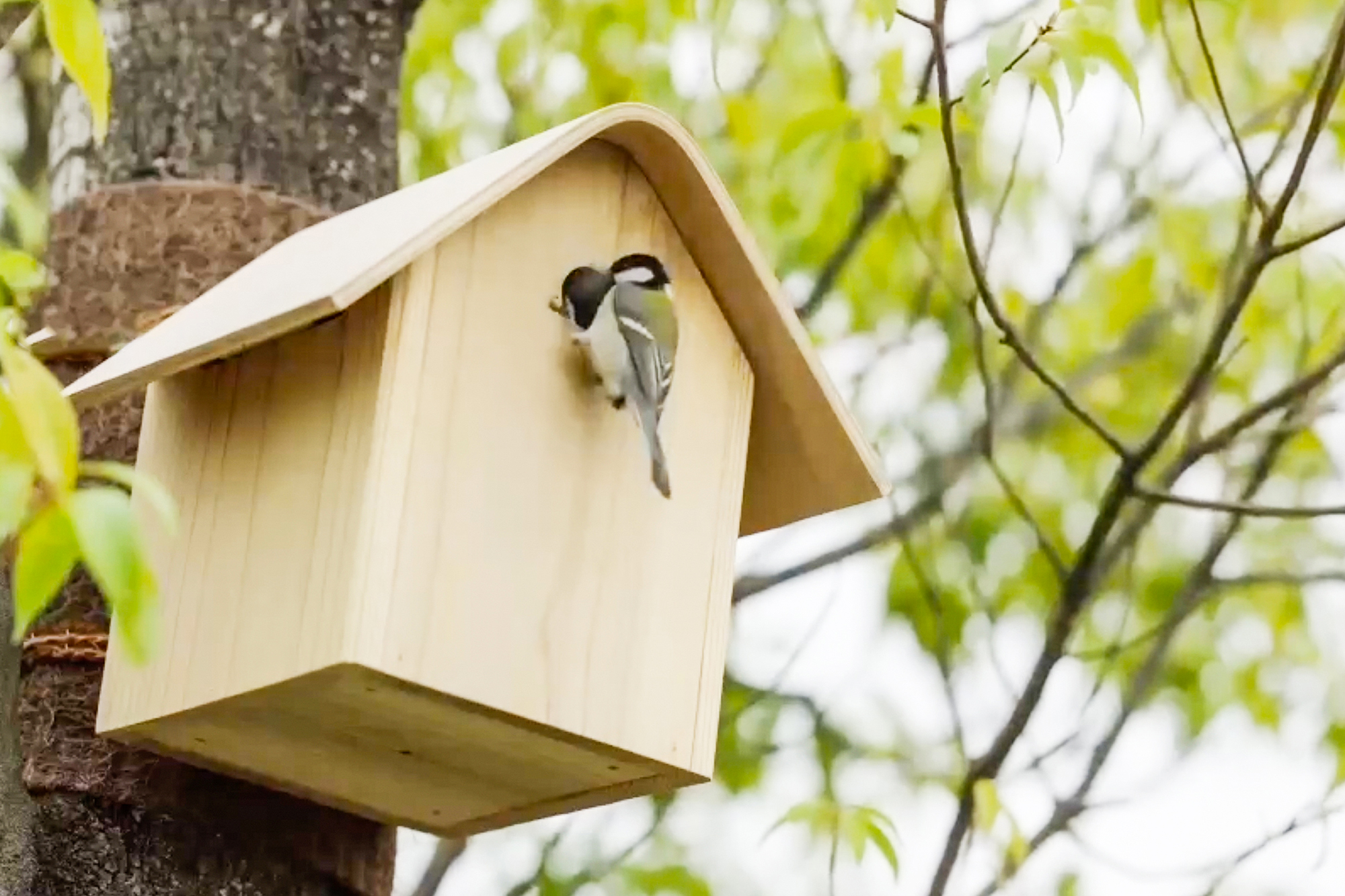 The Tokyu Birdhouse - Gessato
