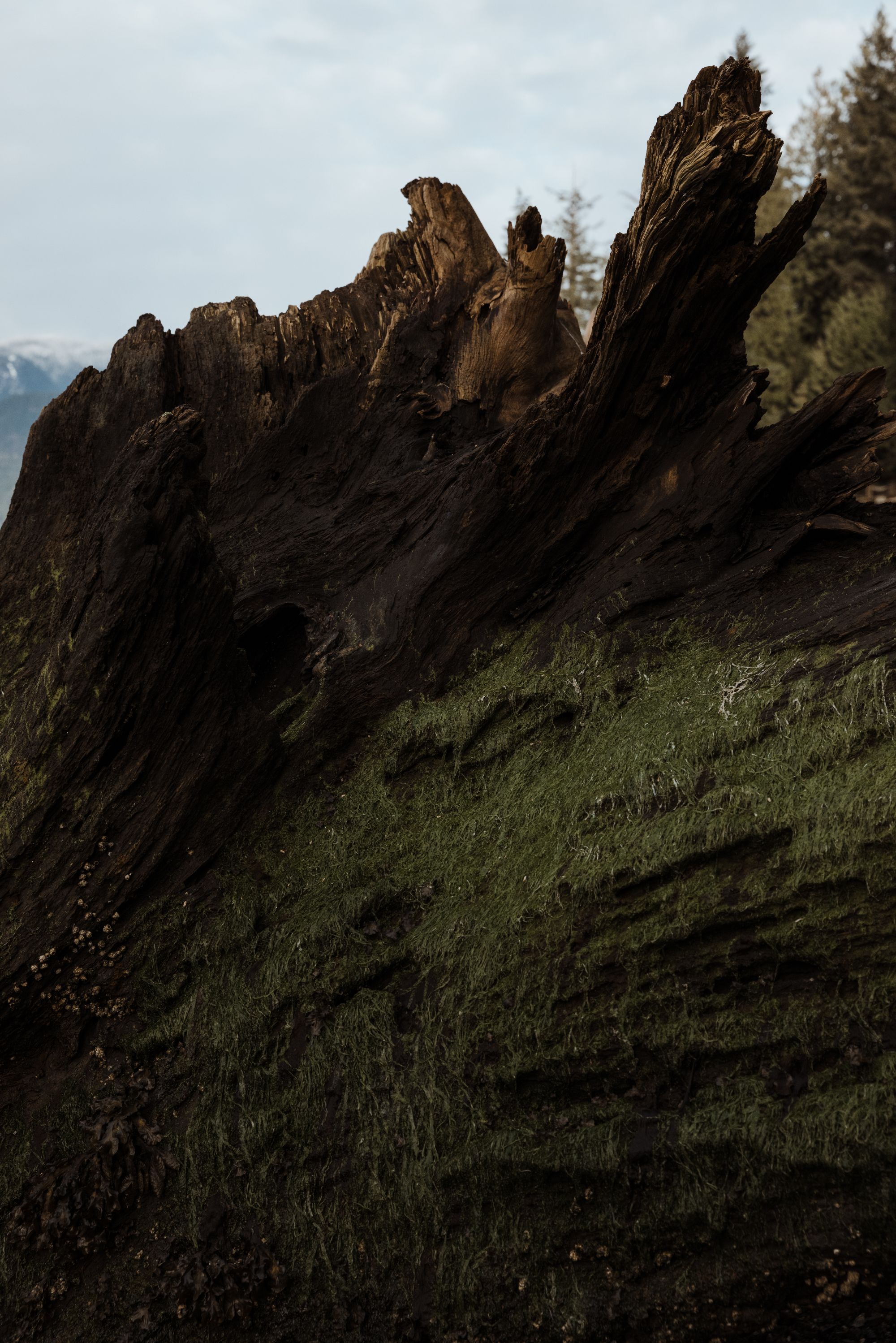 Earth To People: Salvage & Sap - Gessato