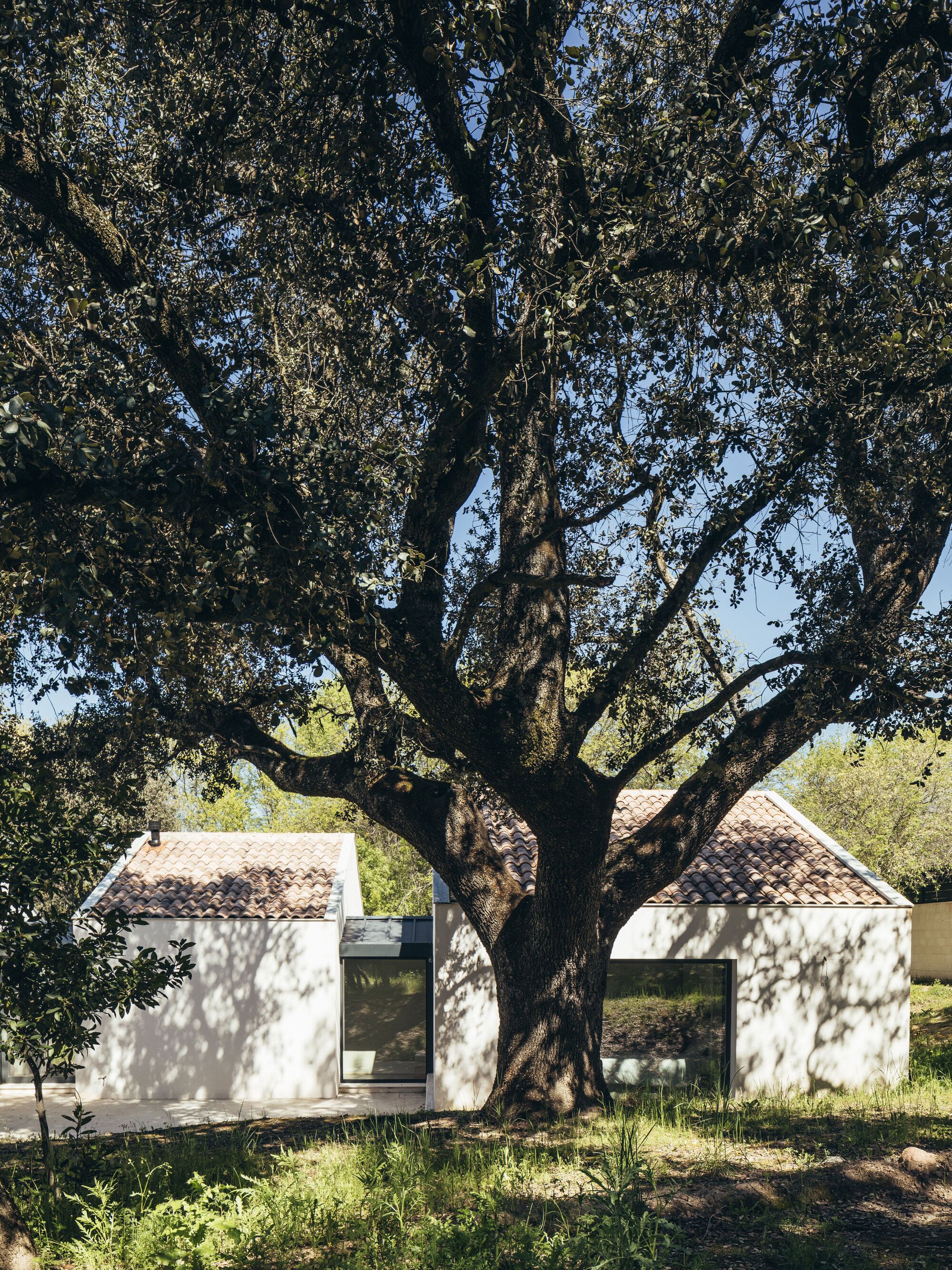 House Among Oaks - Gessato