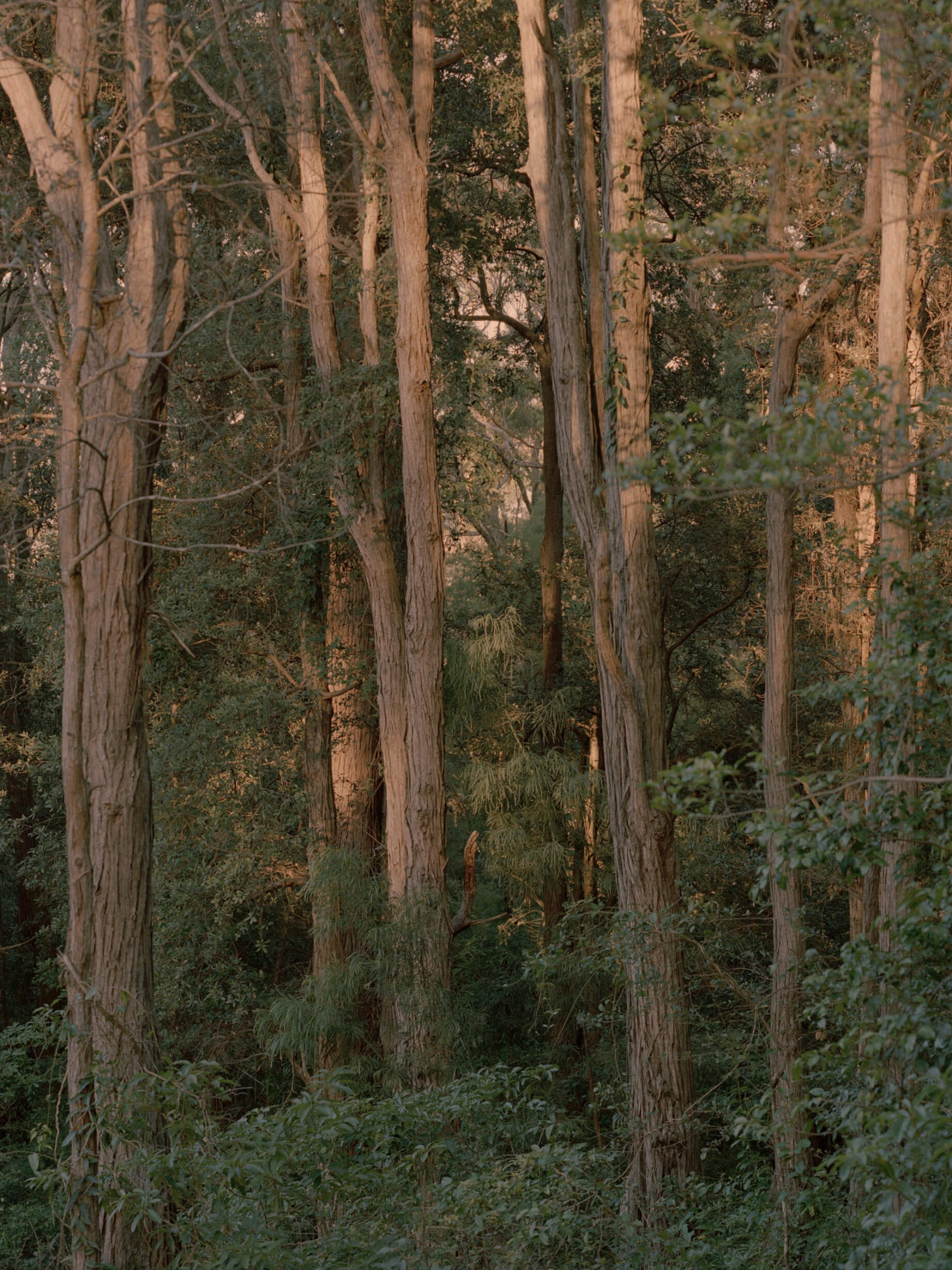 Ironbark House - Gessato