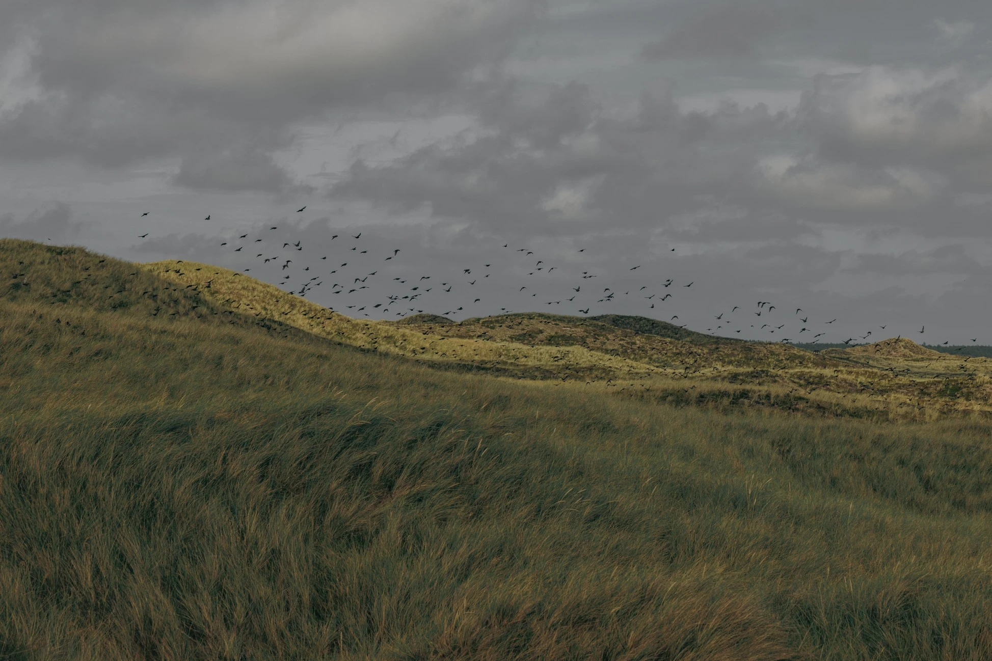 Vipp Cold Hawaii - Gessato