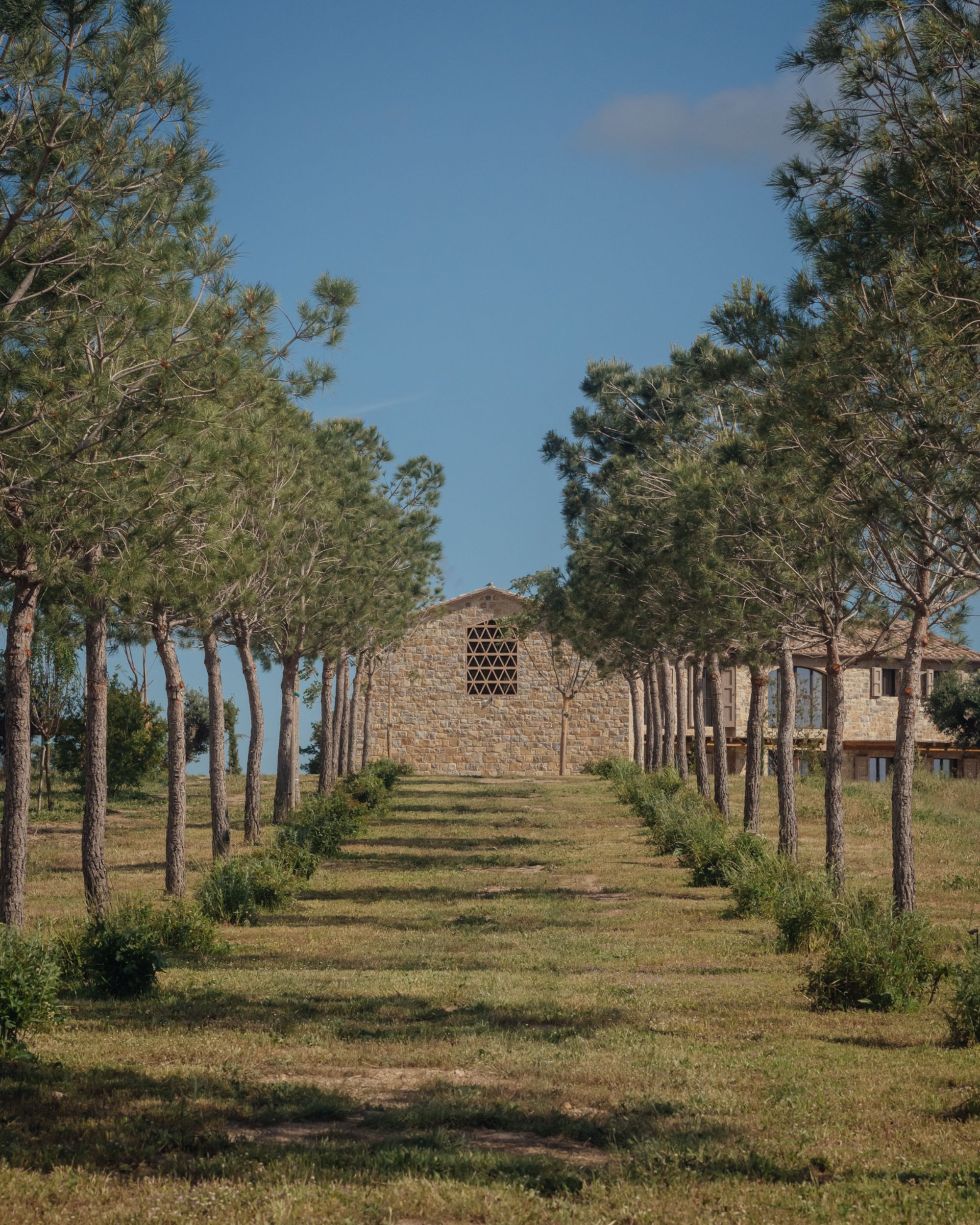 Ercolina - Gessato