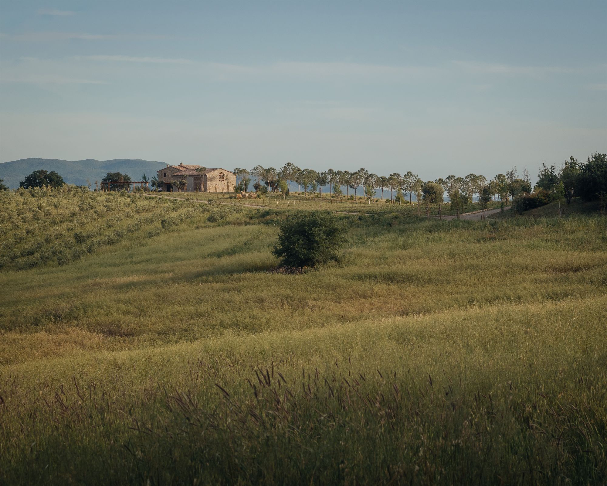Ercolina - Gessato