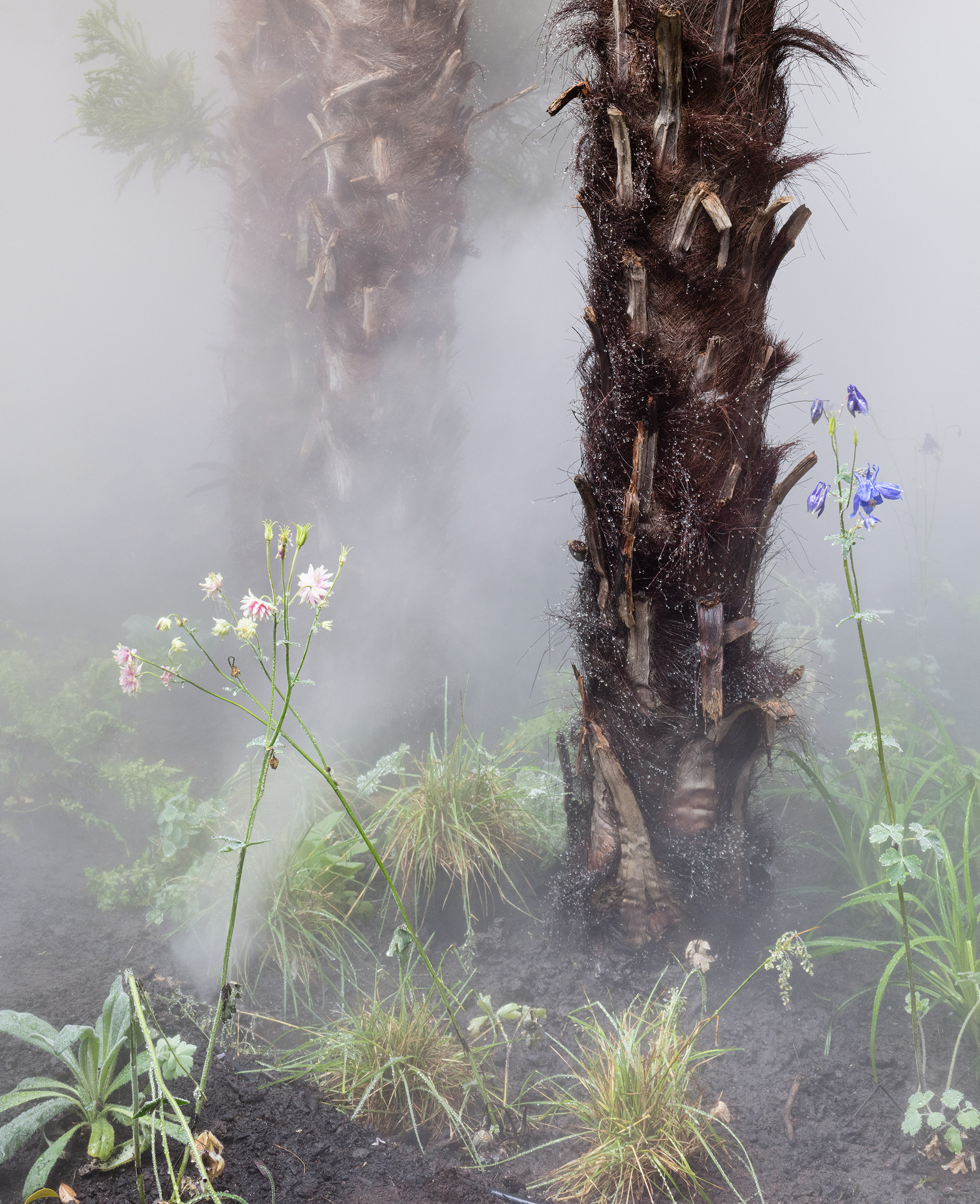 Cura’s Garden by Ben Thorp Brown - Gessato Cura’s Garden by Ben Thorp Brown - Gessato