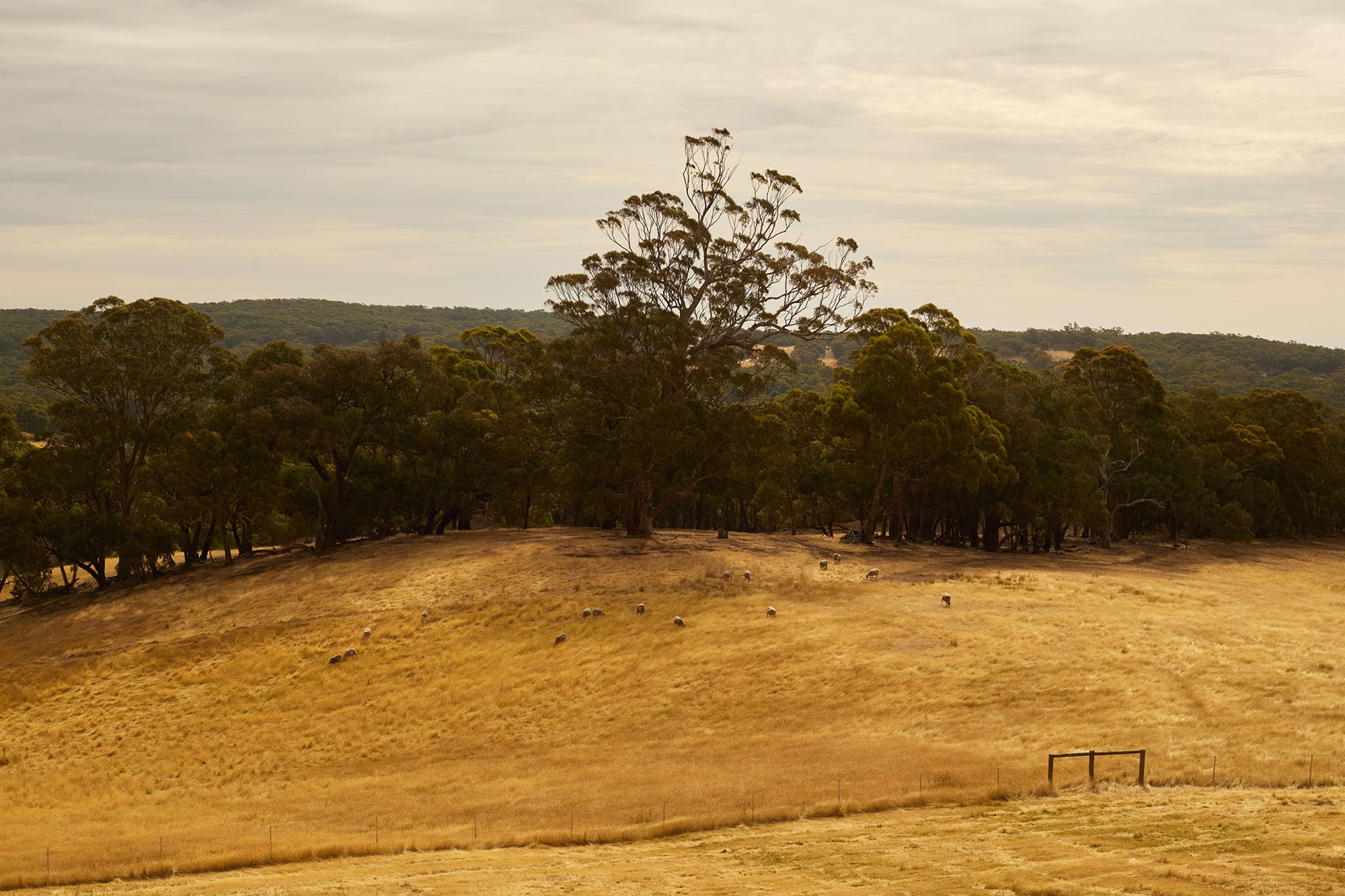 Kookaburra Ridge - Gessato
