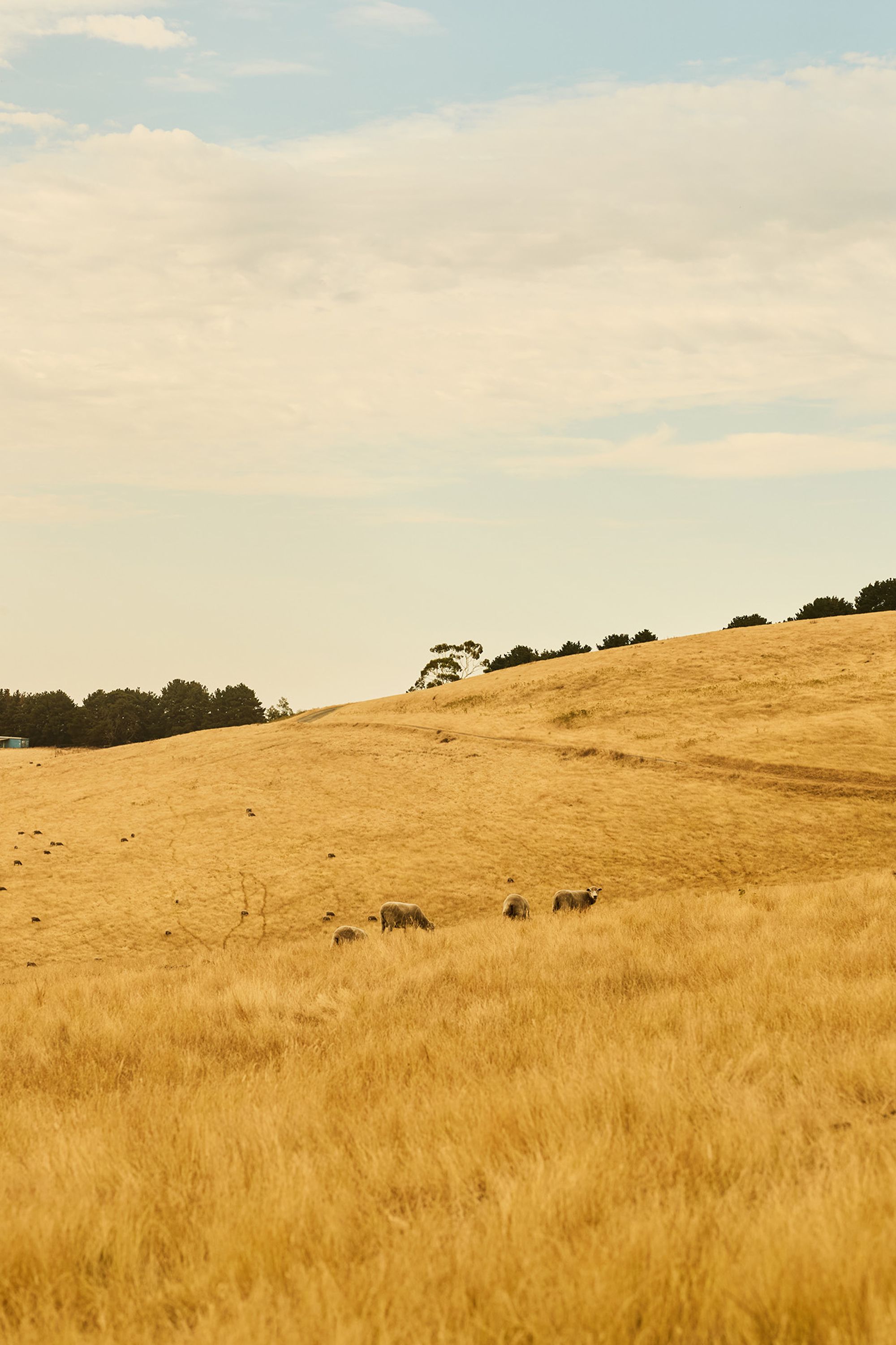 Kookaburra Ridge - Gessato